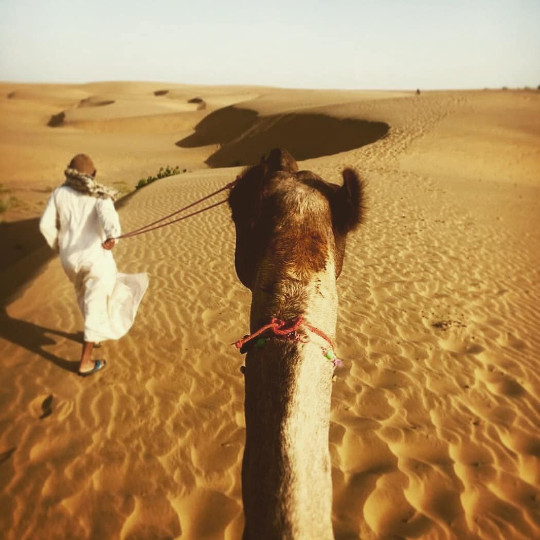 camel safari